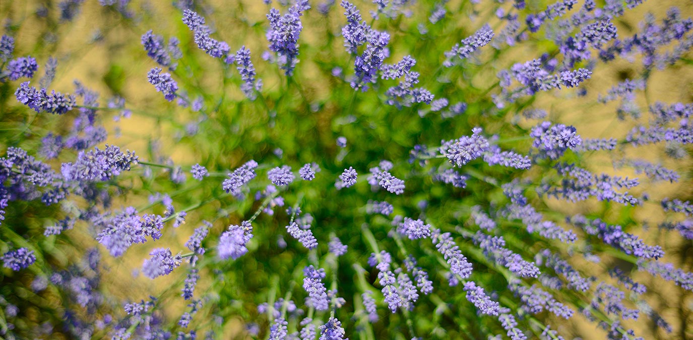 Alsópetényi Vendégházak - Levendula szüret 2023